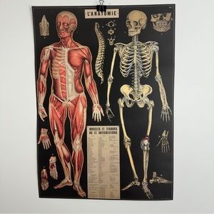 Cavallini L’ Anatomie Anatomy 20” x 28” Poster
